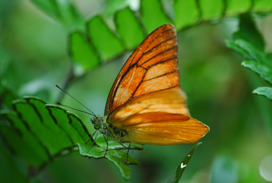 Una mariposa anaranjada que se reclina sobre una planta de hojas verdes